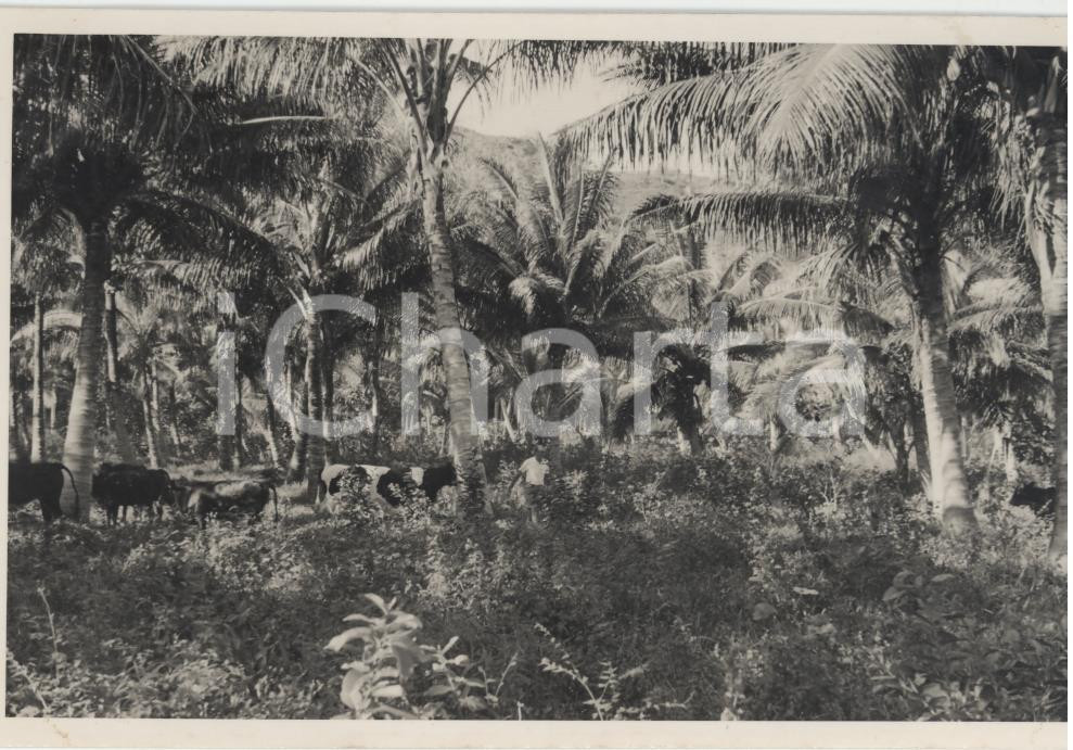 Fotografia d epoca originale 1937 TAHAA Polinesia Mucche al pascolo REAL PHOTO cm 13,5 x 8,5 1