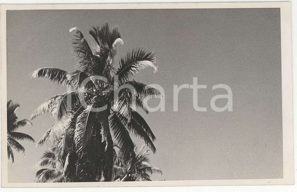 Fotografia d epoca originale 1937 TAHITI Polinesia Nei dintorni del Rivnac REAL PHOTO cm 13,5 x 8,5 1