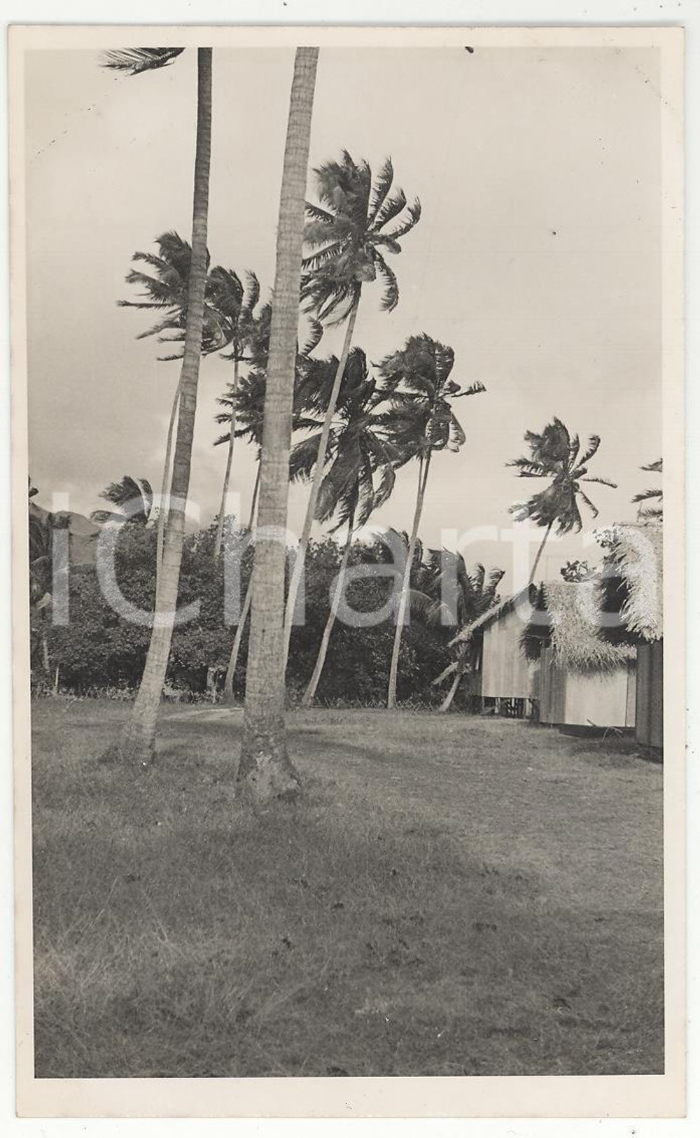 Fotografia d epoca originale 1937 TAHITI Polinesia Il Rivnac REAL PHOTO cm 13,5 x 8,5 1