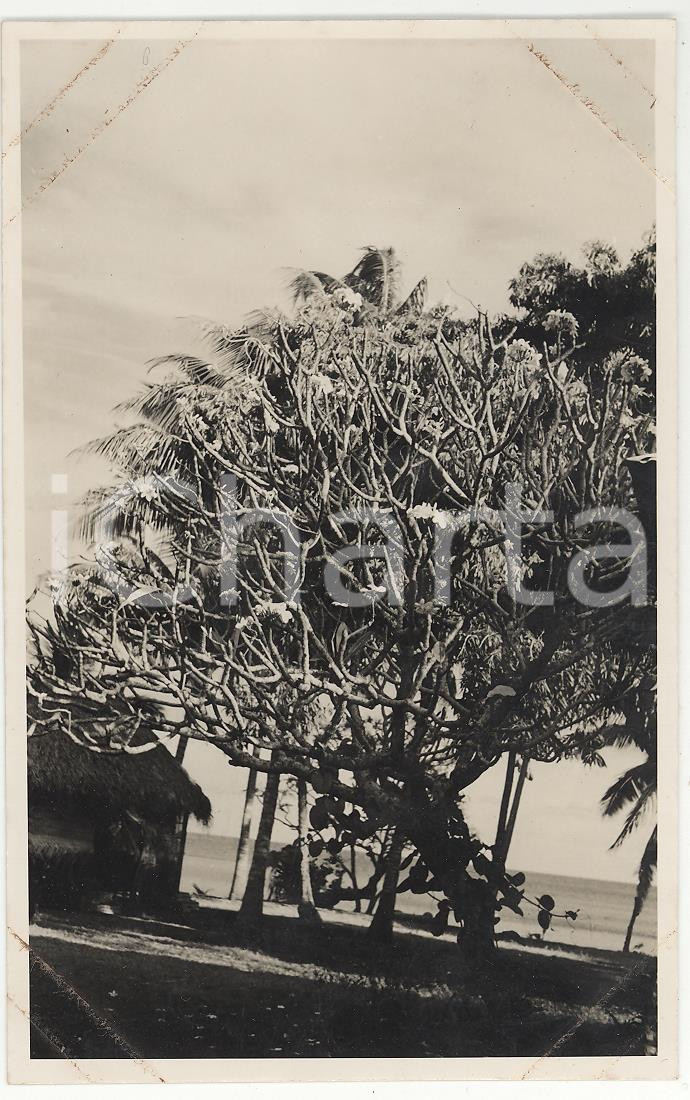 Fotografia d epoca originale 1937 PAPEETE Polinesia Dettaglio panoramico REAL PHOTO cm 13,5 x 8,5 1
