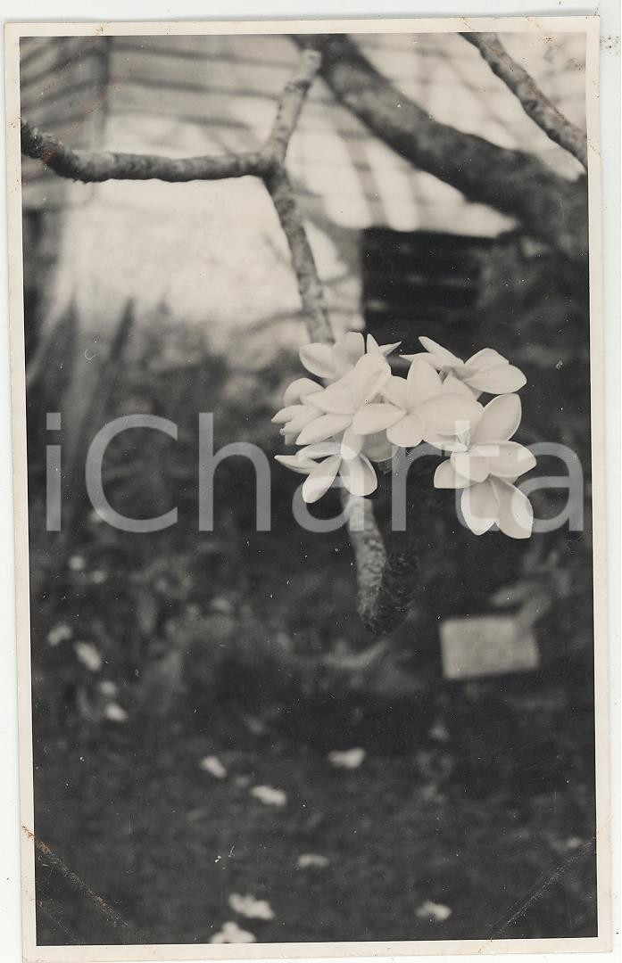 Fotografia d epoca originale 1937 PAPEETE Polinesia Vegetazione sull isola  REAL PHOTO cm 13,5 x 8,5 1