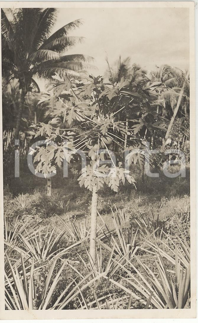 Fotografia d epoca originale 1937 PAPEETE Polinesia Il frutto del pane  2REAL PHOTO cm 13,5 x 8,5 1