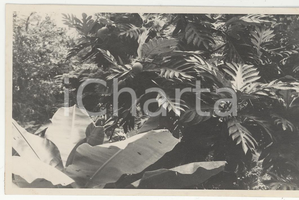 Fotografia d epoca originale 1937 PAPEETE Polinesia Il frutto del pane  REAL PHOTO cm 13,5 x 8,5 1