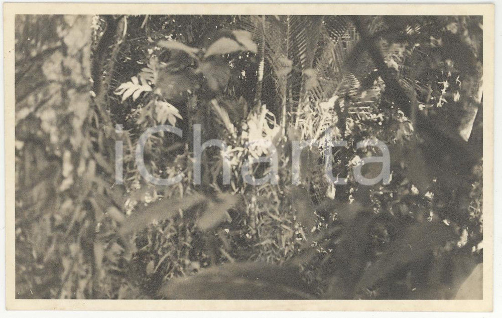 Fotografia d epoca originale 1937 PAPEETE Polinesia Distesa di tapioca 2 REAL PHOTO cm 13,5 x 8,5 1