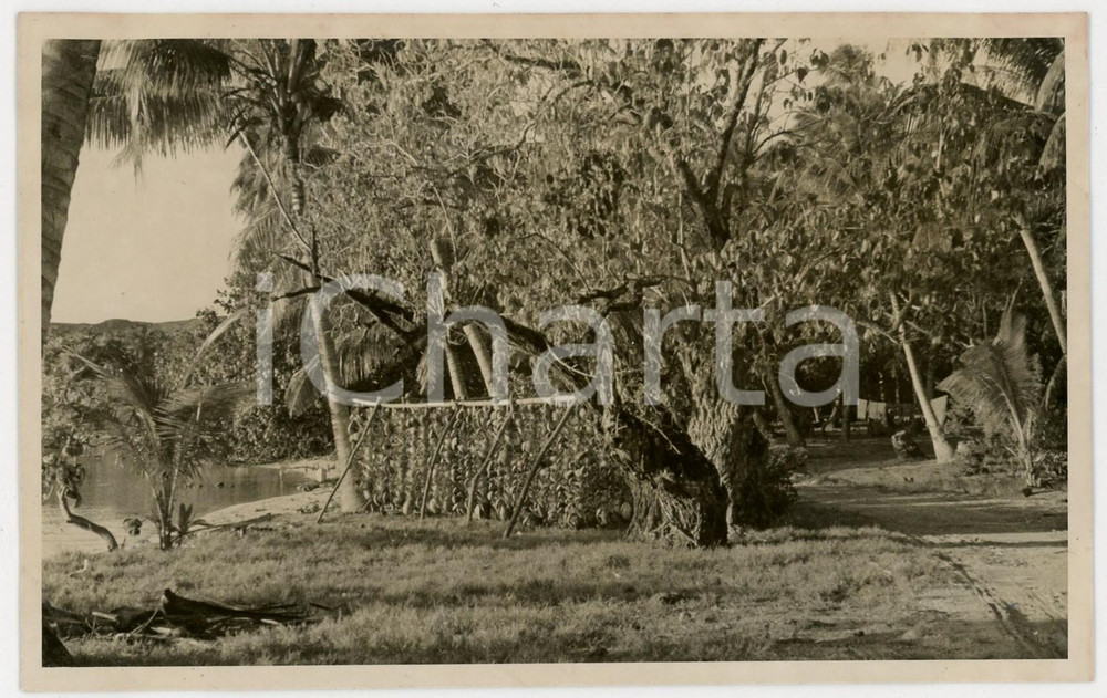 Fotografia d epoca originale 1937 BORA BORA Polinesia Essiccamento di copra REAL PHOTO cm 13,5 x 8,5 1