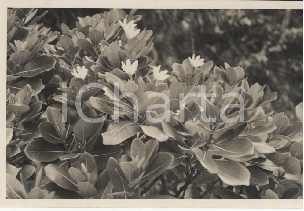 Fotografia d epoca originale 1937 MOOREA Polinesia Francese Tiare sull isola  REAL PHOTO cm 13,5 x 8,5 1