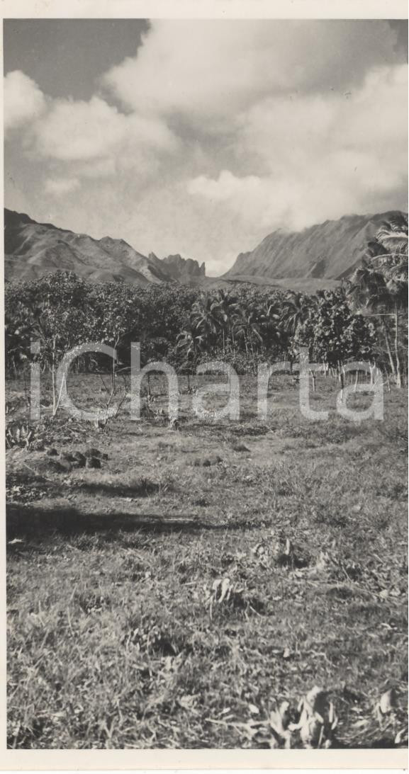 Fotografia d epoca originale 1937 TAHITI  Polinesia Veduta interni dell isola REAL PHOTO cm 13,5 x 8,5 1