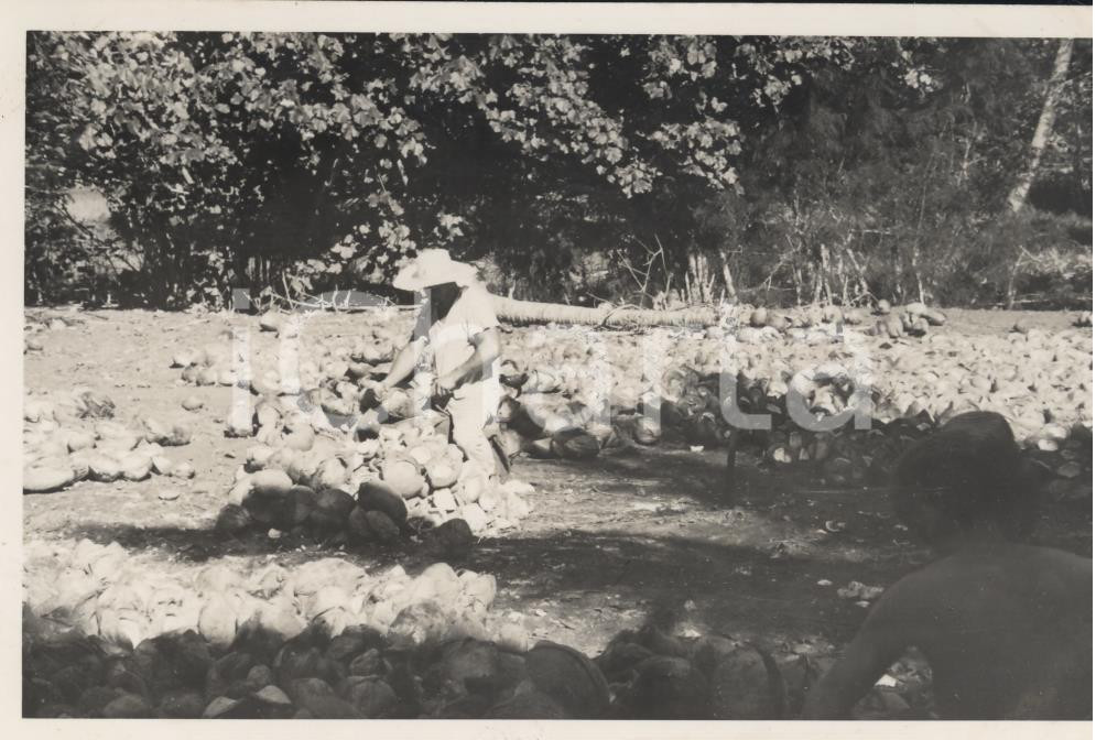 Fotografia d epoca originale 1937 TAHITI  Polinesia Lavorazione della copra REAL PHOTO cm 13,5 x 8,5 1