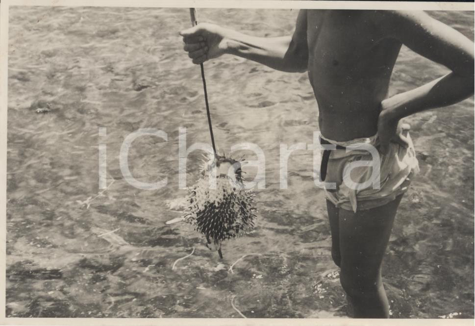 Fotografia d epoca originale 1937 TAHITI  Polinesia Una fase della pesca REAL PHOTO cm 13,5 x 8,5 1