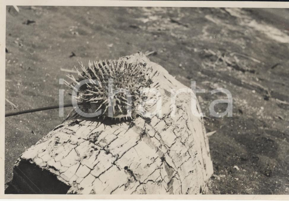 Fotografia d epoca originale 1937 TAHITI  Polinesia Una fase della pesca 2 REAL PHOTO cm 13,5 x 8,5 1