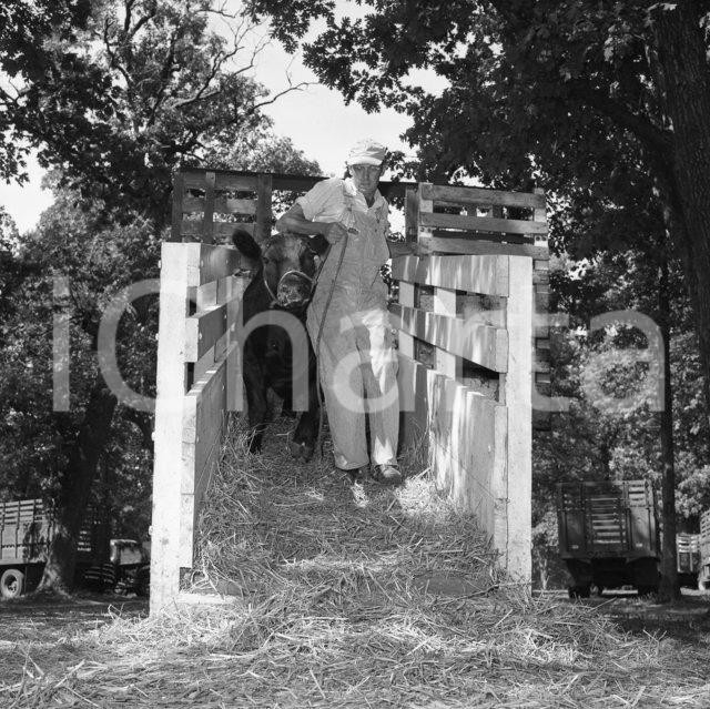 Fotografia d epoca originale 1963 LAKE COUNTY FAIR at CROWN POINT INDIANA NEGATIVO ORIGINALE 1