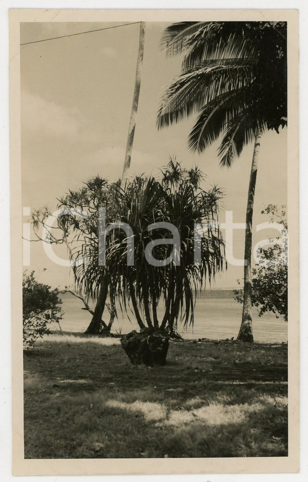 Fotografia d epoca originale 1937 MOOREA Polinesia Scorcio della spiaggia REAL PHOTO cm 13,5 x 8,5 1