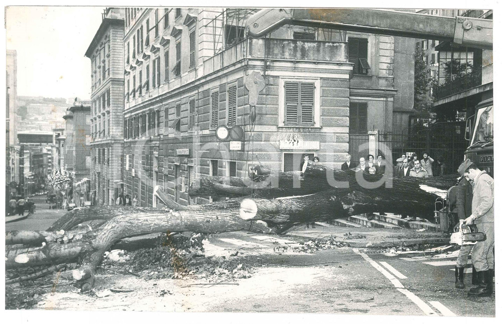 Fotografia d epoca originale 1980 ca GENOVA CARIGNANO  Maltempo  Albero crollato Foto 24x15 cm 1
