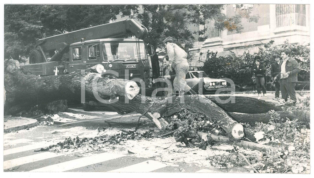 Fotografia d epoca originale 1980 ca GENOVA CARIGNANO  Maltempo  Albero crollato Foto 24x13 cm 1