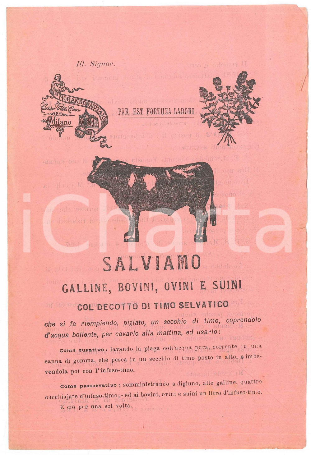 Materiale pubblicitario d’epoca 1901 MILANO Dott. MORANDI Decotto di timo selvatico per animali Pieghevole 1