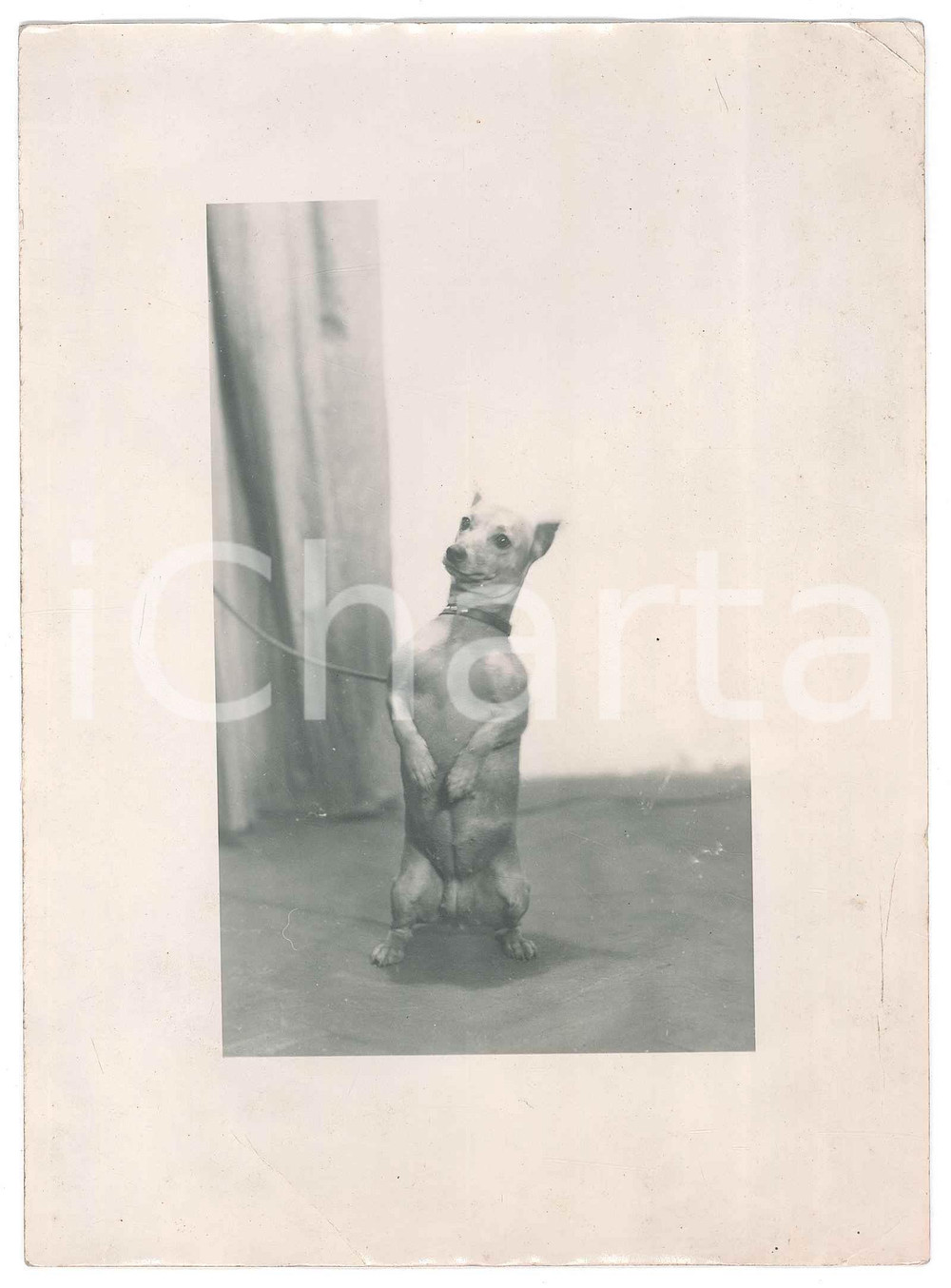 Fotografia d epoca originale 1940 ca COSTUME ITALIA Cane ritto sulle zampe Foto CURIOSA 13x18 cm 1