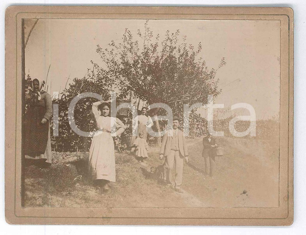 Fotografia d epoca originale 1900 ca ITALIA La raccolta della frutta in campagna  Fotografia 12x9 cm 1