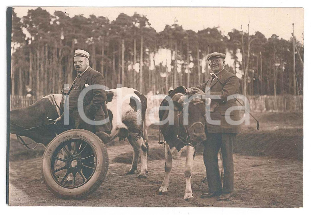 Fotografia d epoca originale 1915 ca GERMANIA  Uomini con mucche e pneumatico Continental  Foto 14x9 cm 1