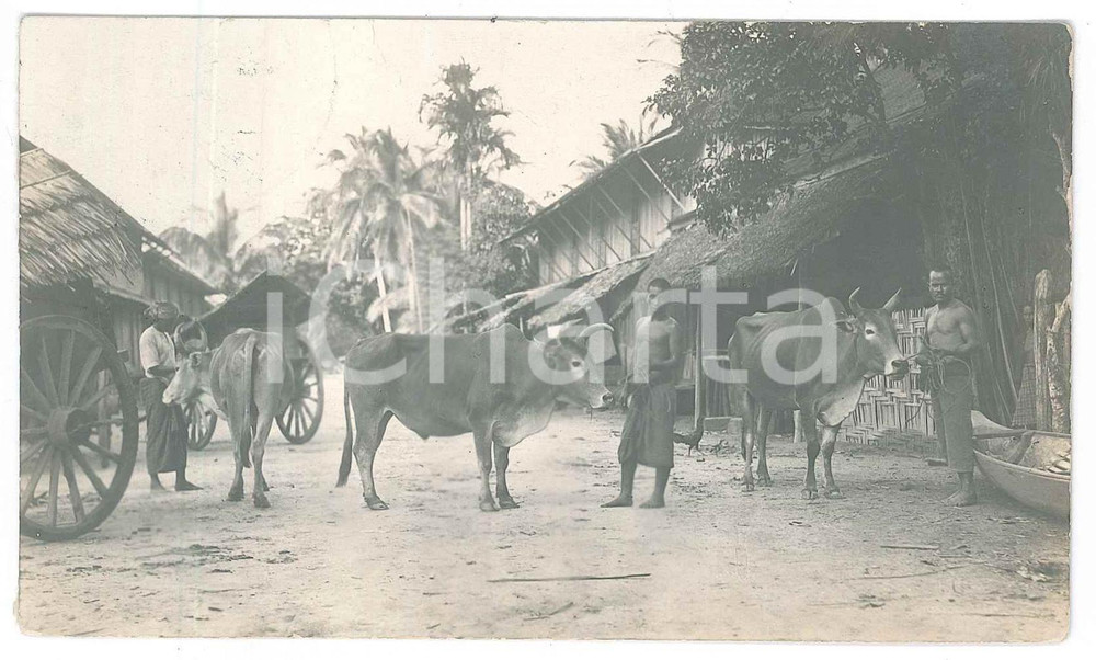 Fotografia d epoca originale 1926 Area di BANGKOK THAILAND Abitanti di un villaggio con buoi Foto 14x9 cm 1