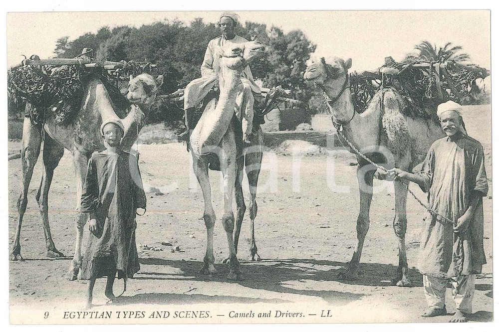 Cartolina originale da collezione 1910 ca EGYPT  TYPES AND SCENES  Camels and Drivers Postcard 1
