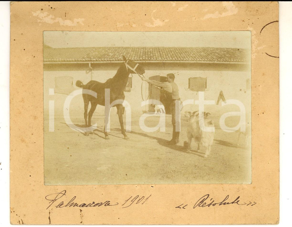 Fotografia d epoca originale 1901 PALMANOVA IPPICA Fantino tira il cavallo RESOLUTE  Foto CURIOSA 15x12 cm 1