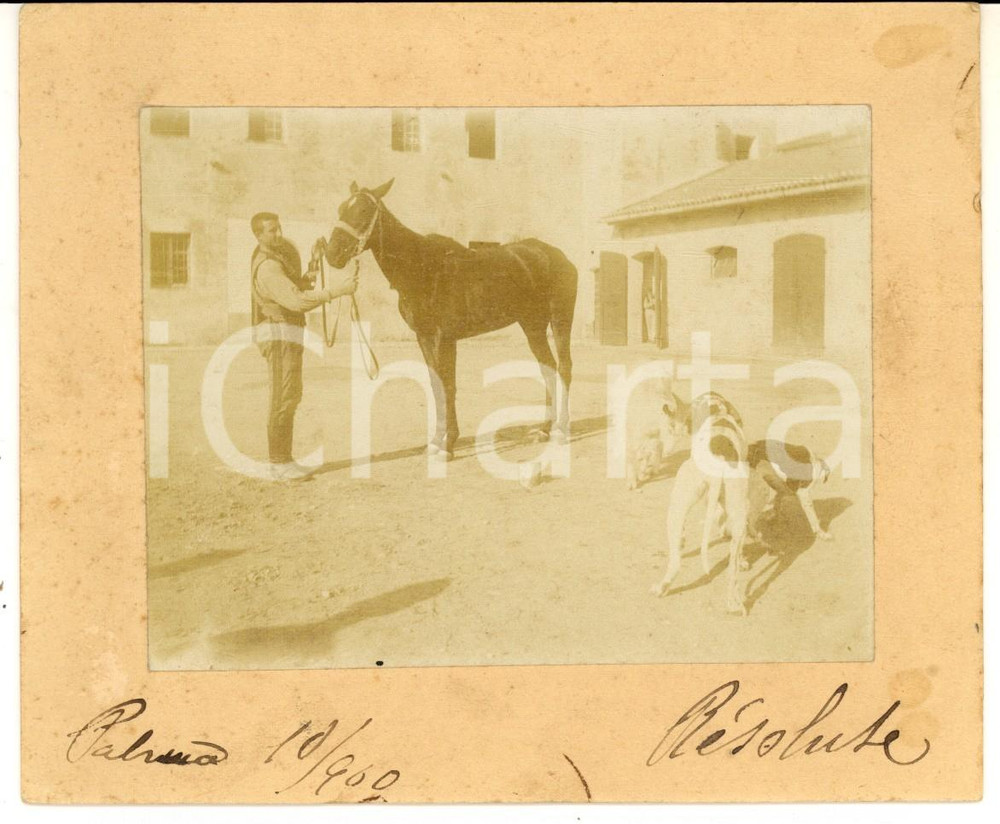 Fotografia d epoca originale 1900 PALMANOVA IPPICA Fantino con il cavallo RESOLUTE e i cani  Foto 15x12 cm 1