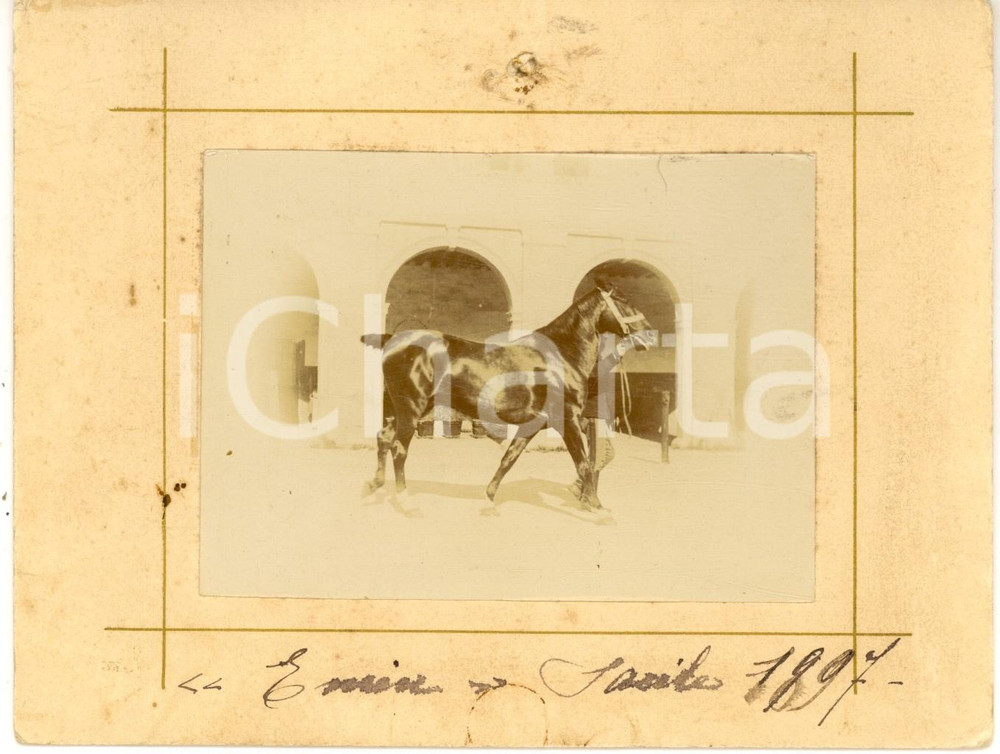 Fotografia d epoca originale 1898 IPPICA SACILE PN Ufficiale conduce il cavallo Ermin  Foto 18x13 cm 1