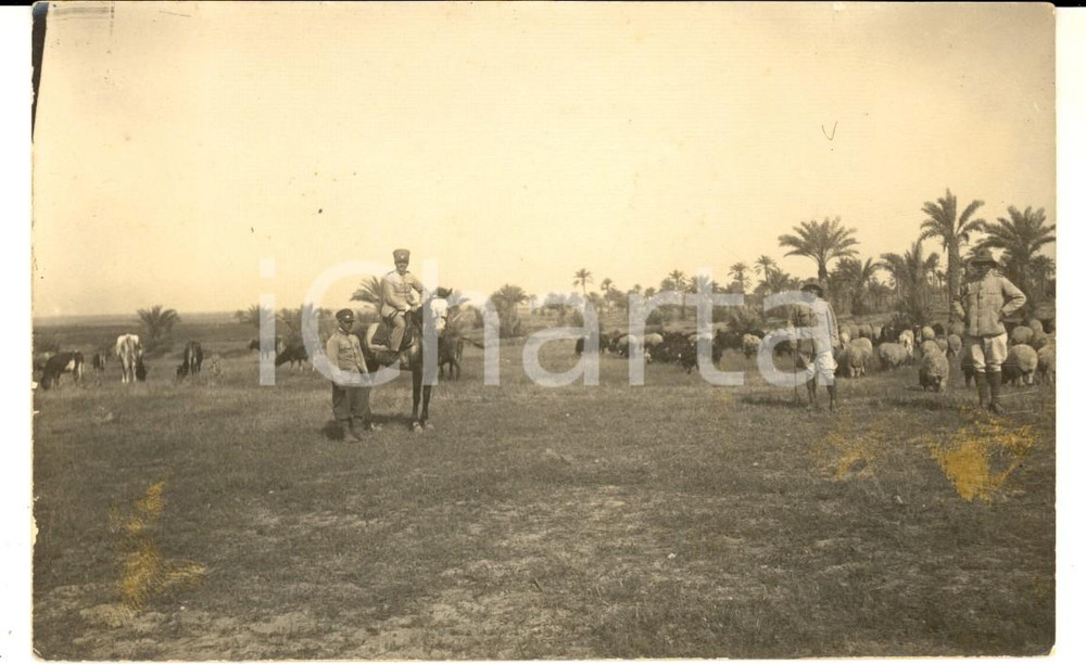Fotografia d epoca originale 1925 MISURATA LIBIA Ufficiali coloniali presso un allevamento  Foto cartolina 1