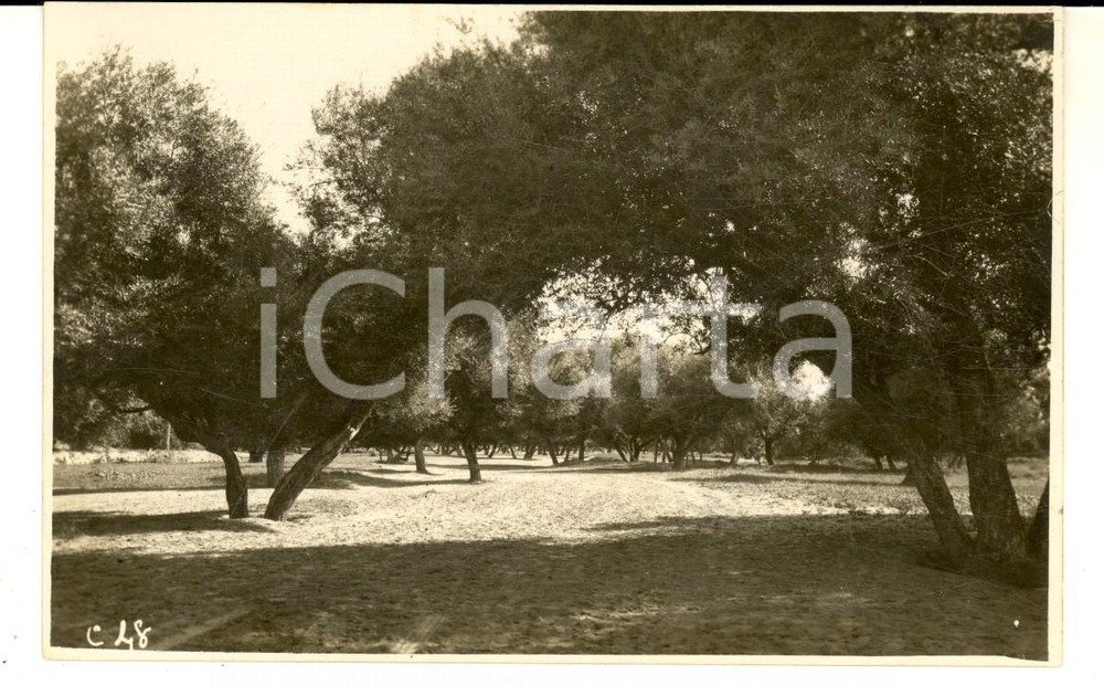 Fotografia d epoca originale 1925 ca ZLITEN LIBIA Una veduta dell oasi  Foto cartolina VINTAGE 1