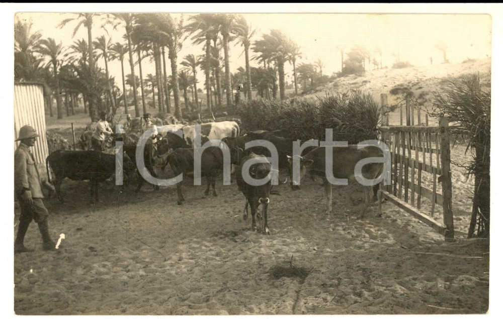 Fotografia d epoca originale 1926 MISURATA LIBIA Ufficiale italiano in un recinto con bovini  Foto 1