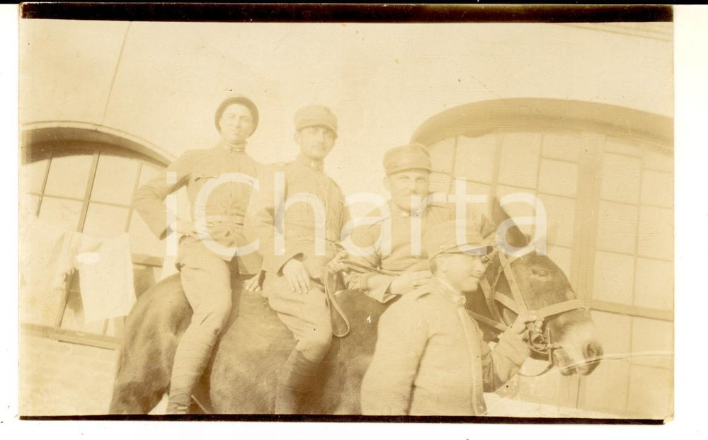 Fotografia d epoca originale 1918 WW1 TREVISO Gruppo di ufficiali a dorso di mulo Foto cartolina CURIOSA 1