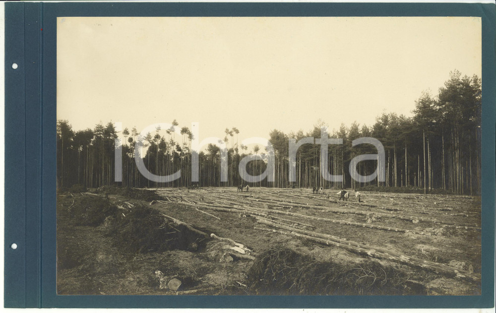 Fotografia d epoca originale 1920 ca CERIANO LAGHETTO Ditta TRANQUILLO ROSSI  Spiazzo con alberi abbattuti 1