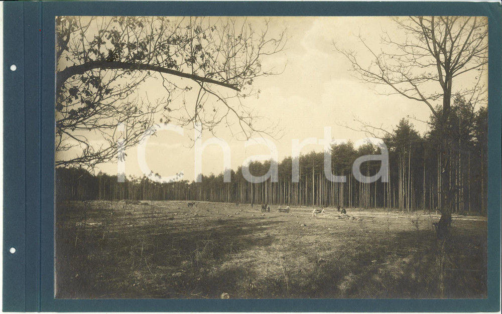 Fotografia d epoca originale 1920 ca CERIANO LAGHETTO Ditta TRANQUILLO ROSSI  Accatastamento tronchi Foto 1