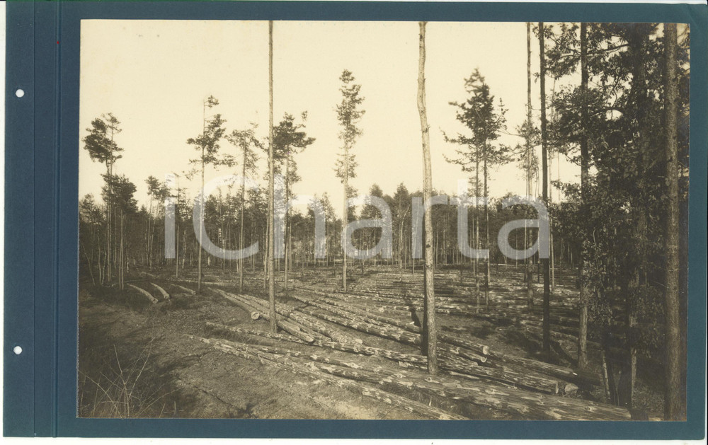 Fotografia d epoca originale 1920 ca CERIANO LAGHETTO Ditta TRANQUILLO ROSSI  Tronchi sramati  Foto 1