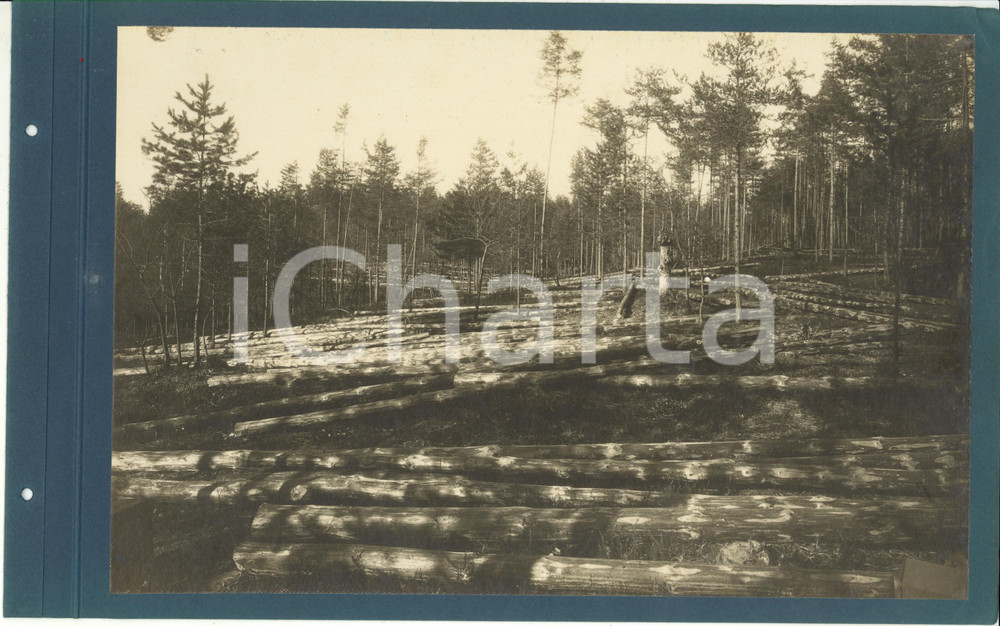 Fotografia d epoca originale 1920 ca CERIANO LAGHETTO Ditta TRANQUILLO ROSSI  Legname sramato Fotografia 1