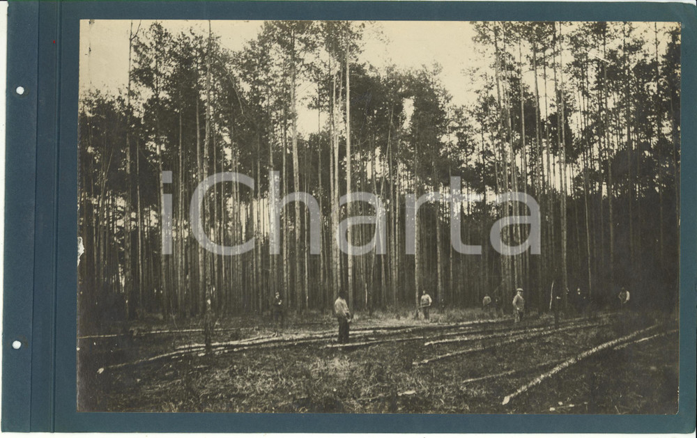 Fotografia d epoca originale 1920 ca CERIANO LAGHETTO Ditta TRANQUILLO ROSSI  Abbattimento degli alberi FOTO 1