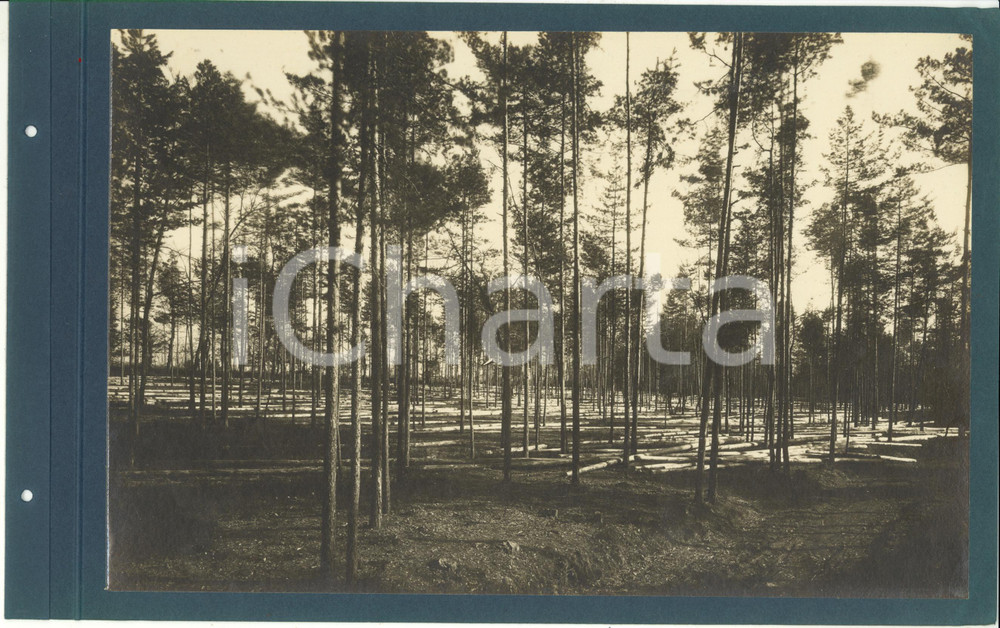 Fotografia d epoca originale 1920 ca CERIANO LAGHETTO Ditta TRANQUILLO ROSSI  Tronchi abbattuti  Fotografia 1