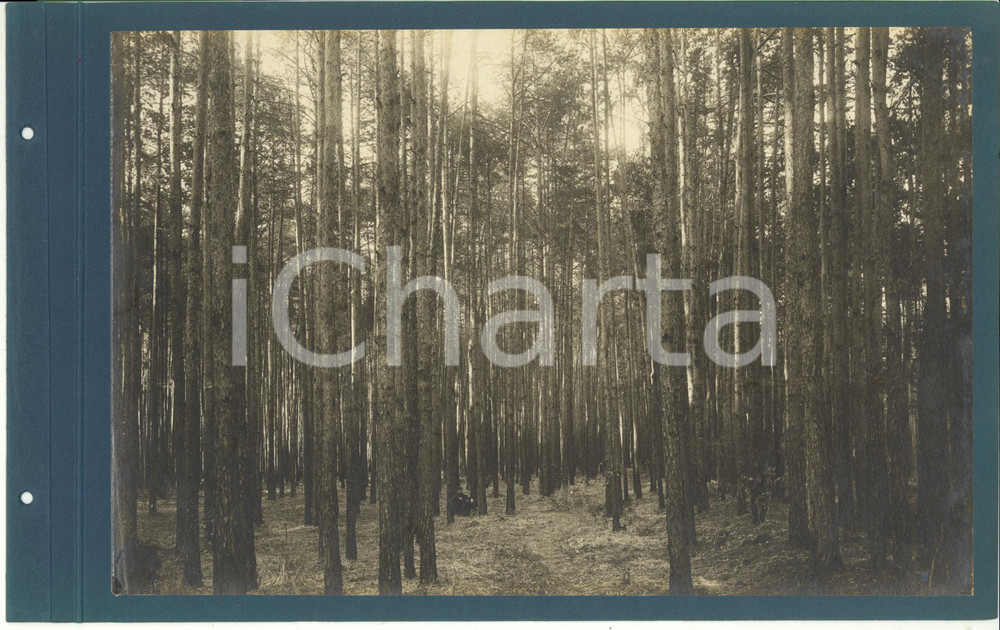 Fotografia d epoca originale 1920 ca CERIANO LAGHETTO Ditta TRANQUILLO ROSSI  Foresta di alberi Fotografia 1