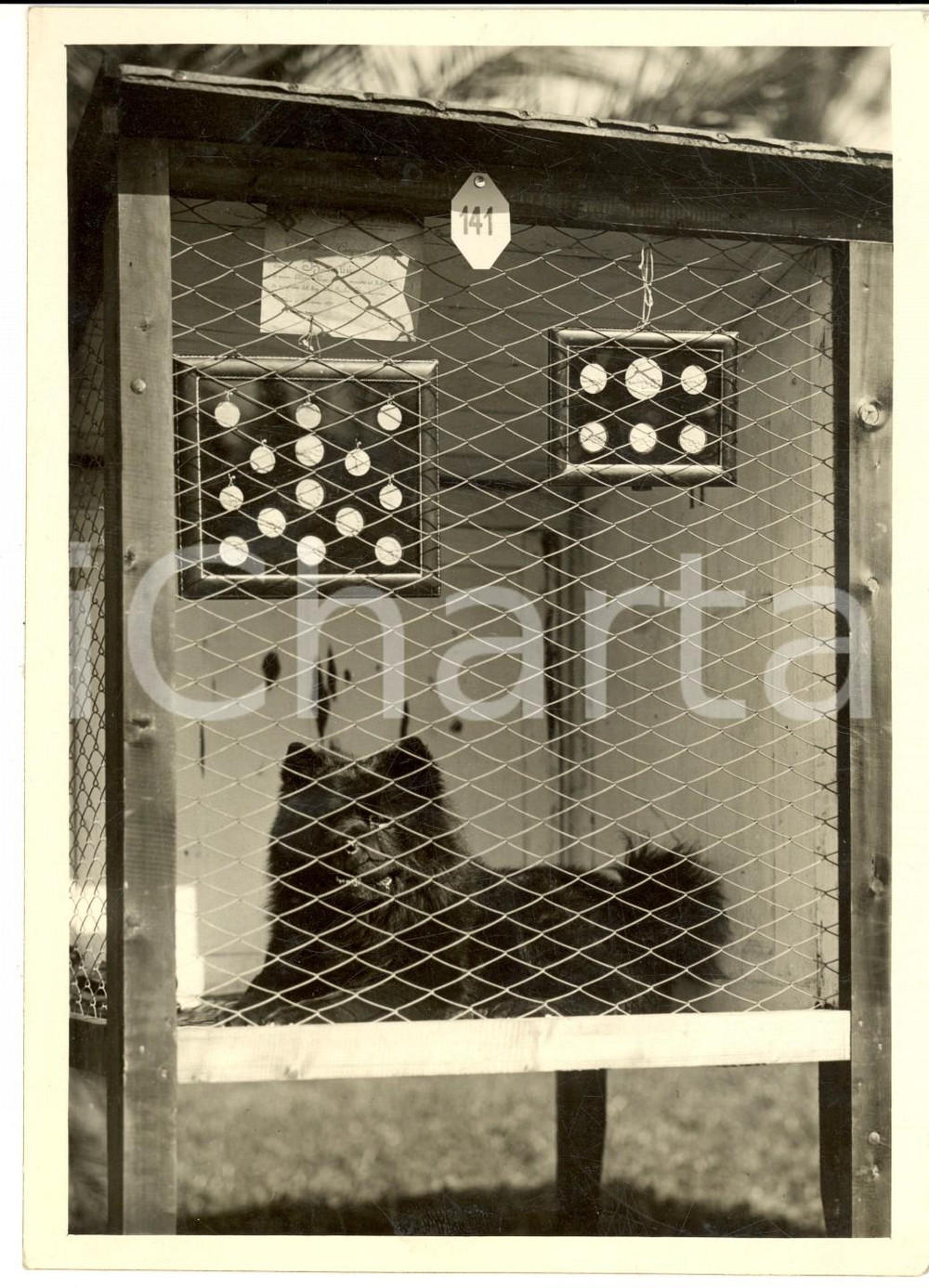 Fotografia d epoca originale 1931 SANREMO Mostra Canina Internaz. Esemplare premiato CHOW CHOW  Foto 13x18 1