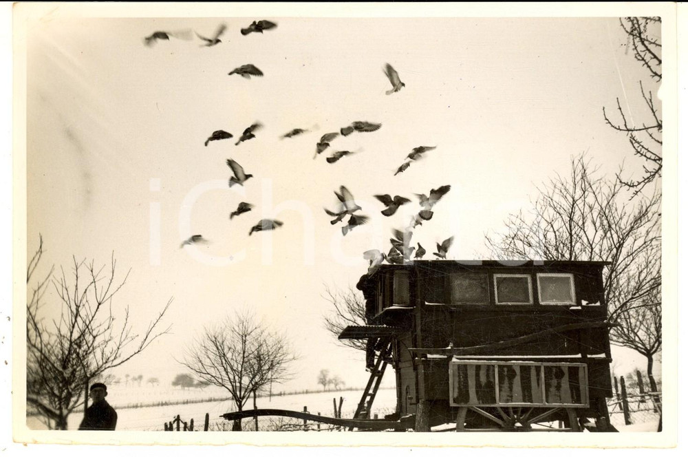 Fotografia d epoca originale 1940 WW2 FRANCE Ritorno dei piccioni viaggiatori dell esercito francese  Foto 1