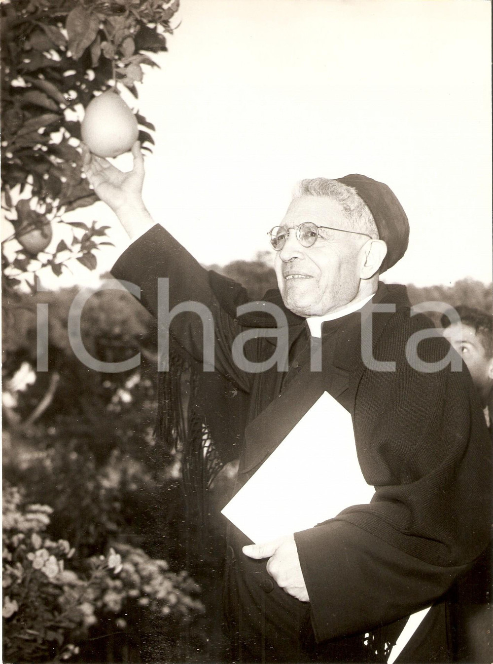 Fotografia d epoca originale 1955 ca ROMA Monsignor Domenico TARDINI coglie un frutto dal ramo Foto 18x24 cm 1