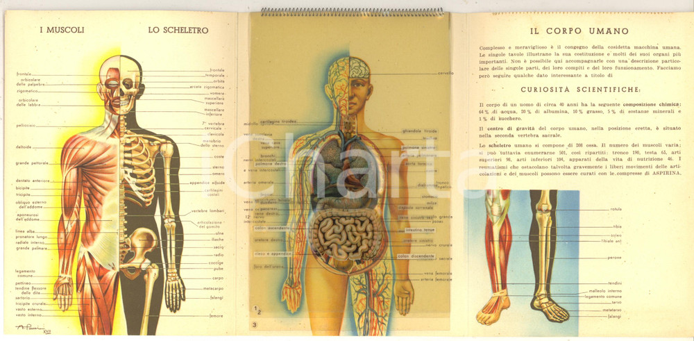 Materiale pubblicitario d’epoca 1940 MILANO COFA Il corpo umano  Pieghevole pubblicitario ill. A. POMI 1
