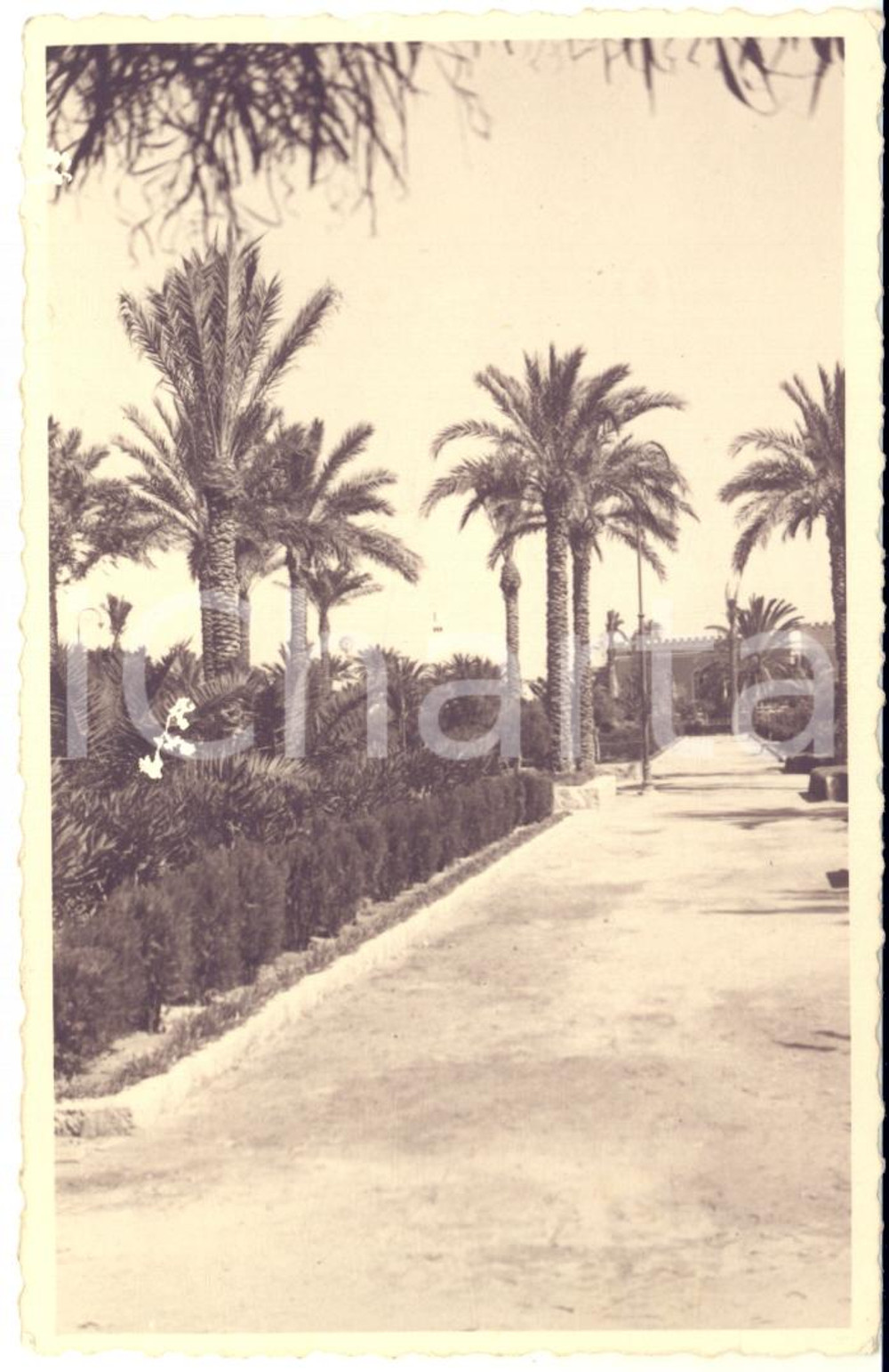 1935 ca LIBIA (?) Palazzo con giardino - Foto con firme soldati 9x13 cm