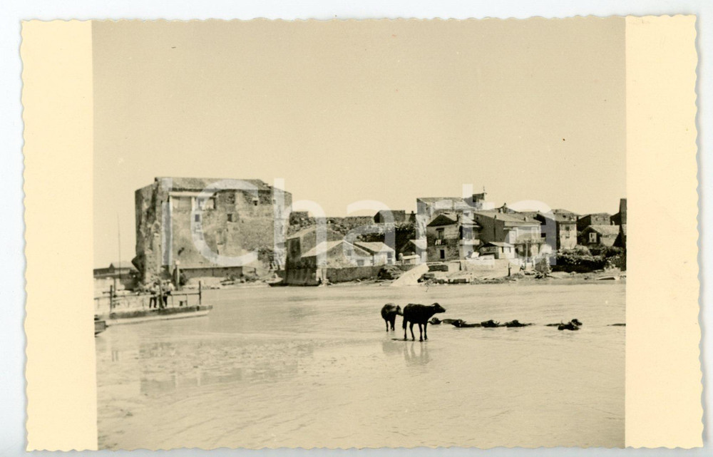 Cartolina originale da collezione 1953 CASTEL VOLTURNO CE Bufali al bagno Cartolina ARTISTICA  FP NV 1