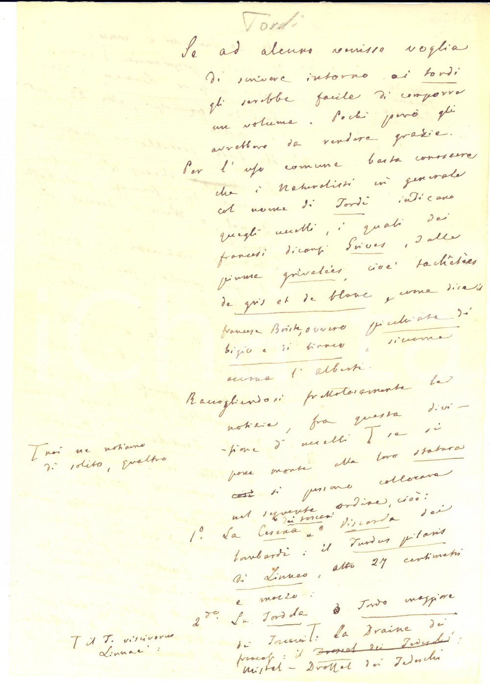 Manoscritto, lettera originale 1800 ca ANONIMO I tordi  Tema scolastico manoscritto CURIOSO 4 pp. 1