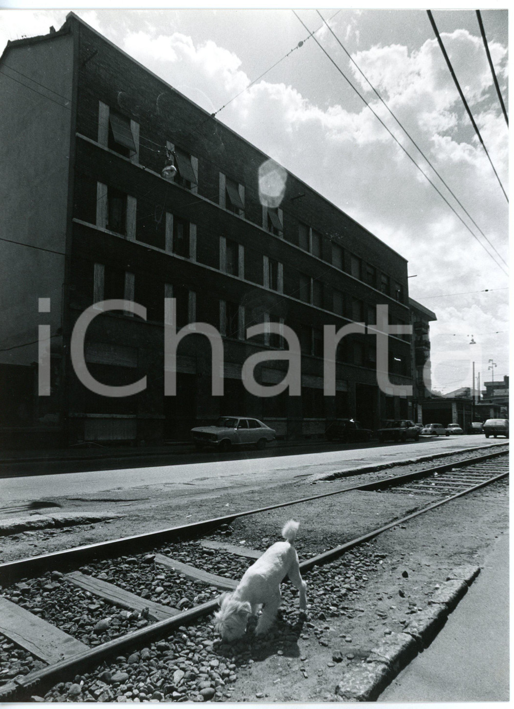 Fotografia d epoca originale 1980 ca MILANO AFFORI Via P. ROSSI La passeggiata di un cane  Foto 18x24 1