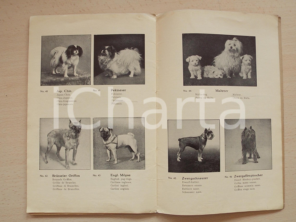 Libro, pubblicazione d epoca 1935 ca EISENBERG DIANA Kurt Hupfer  Catalogo cani di razza  ILLUSTRATO 36 pp. 1