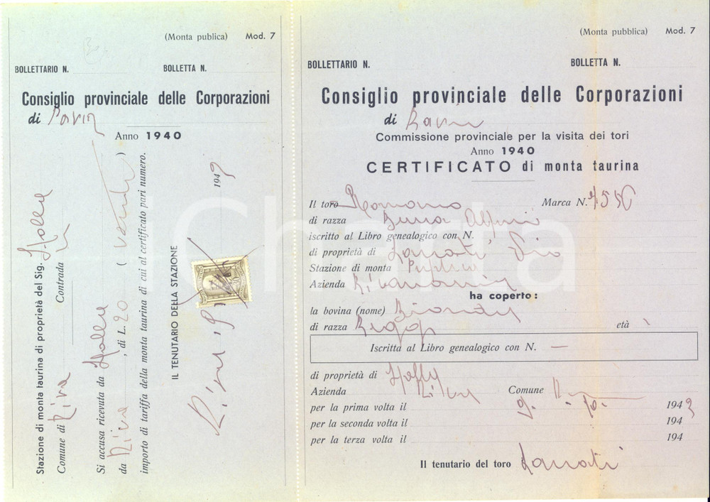 1940 PNF PAVIA Certificato di monta taurina - Bolletta con cedola e marca