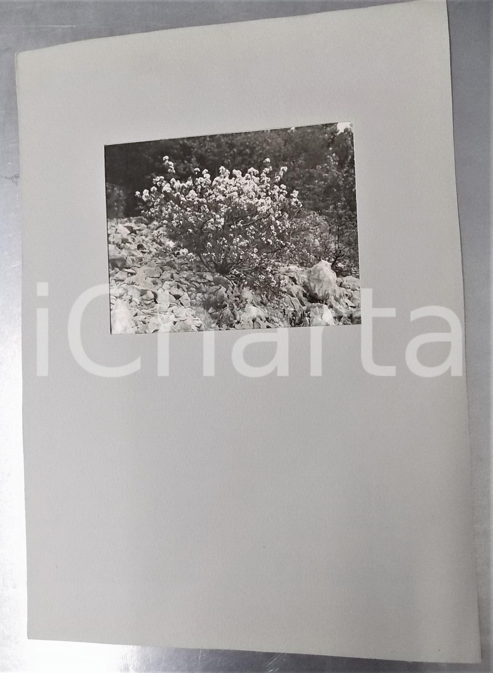 Fotografia d epoca originale 1942 TRIESTE / Obelisco di OPICINA Fiori carsici Foto con passepartout 24x34 1