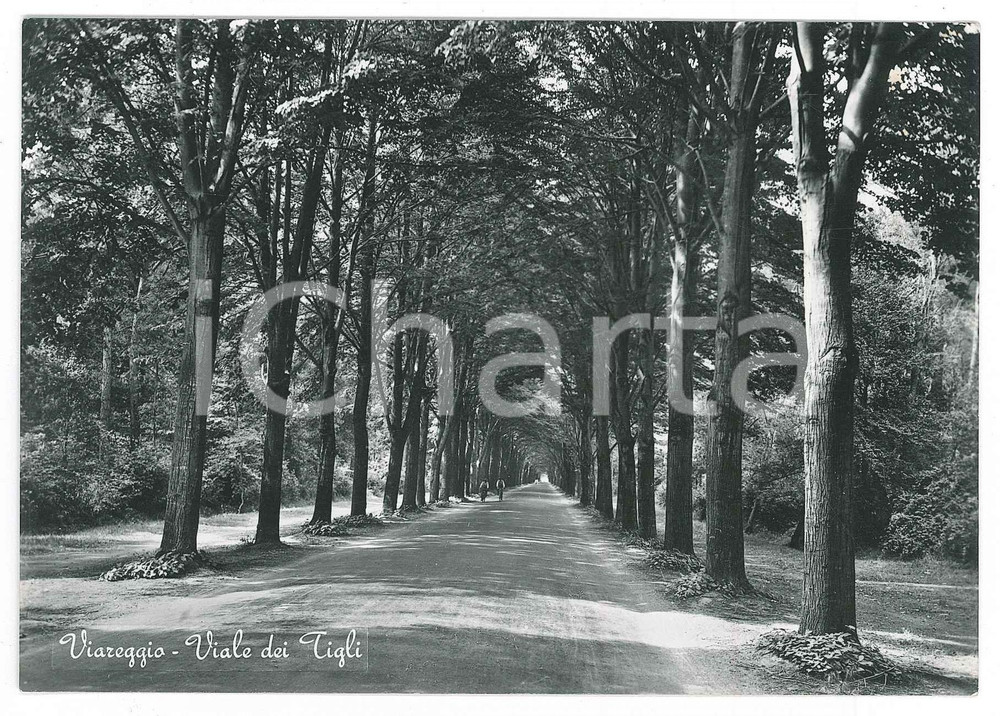 Cartolina originale da collezione 1958 VIAREGGIO  Viale dei Tigli  Cartolina FG VG 1